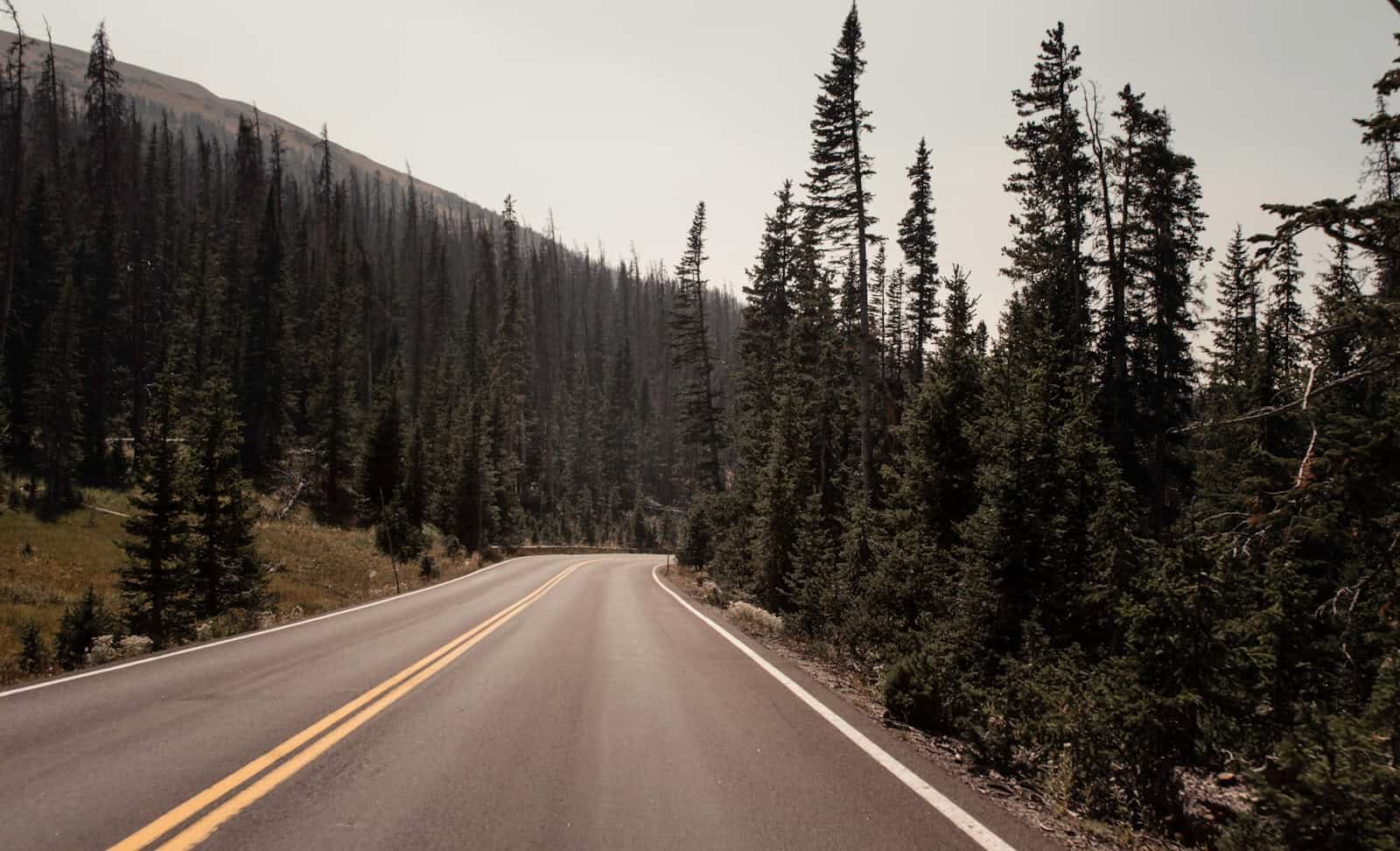 empty gray concrete road between trees during daytime